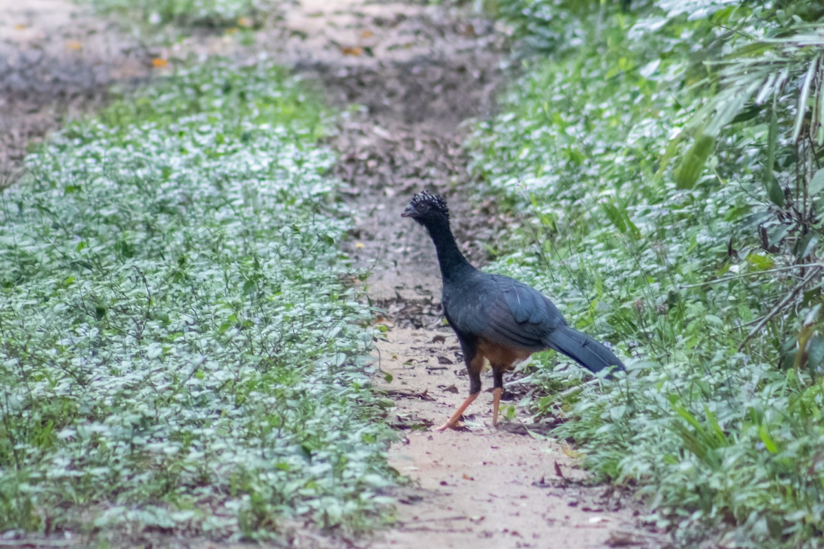 Red-billed Curassow - ML615107041