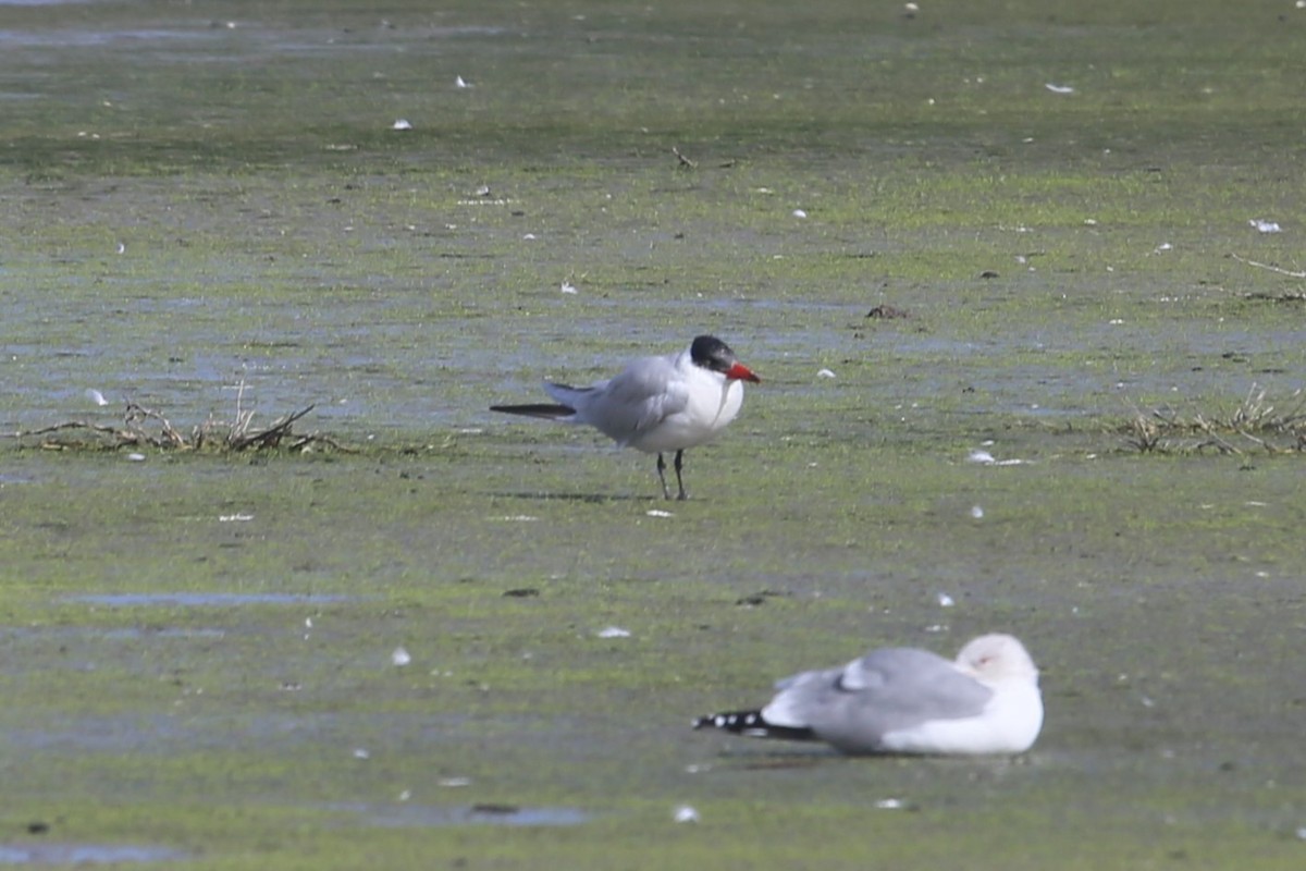 Caspian Tern - ML615107051