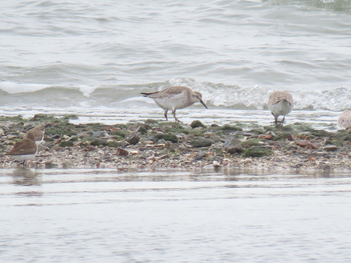 Red Knot - ML615107061