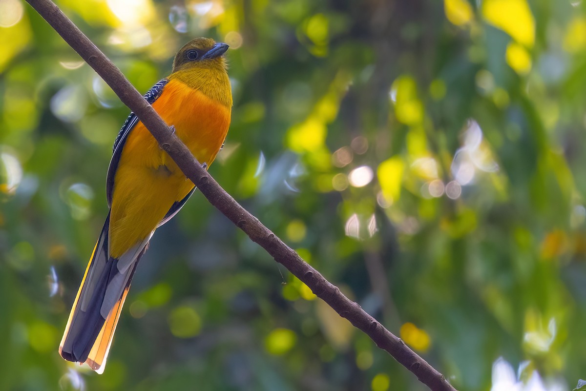 Turuncu Göğüslü Trogon [dulitensis grubu] - ML615107065