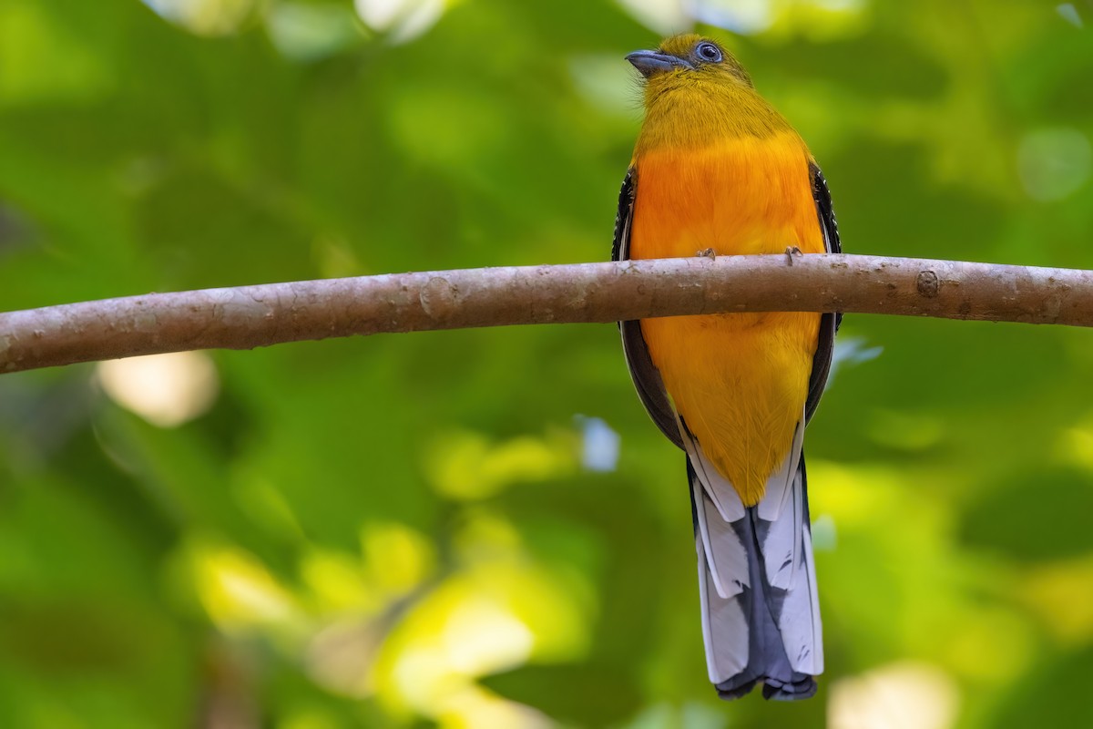 Turuncu Göğüslü Trogon [dulitensis grubu] - ML615107067