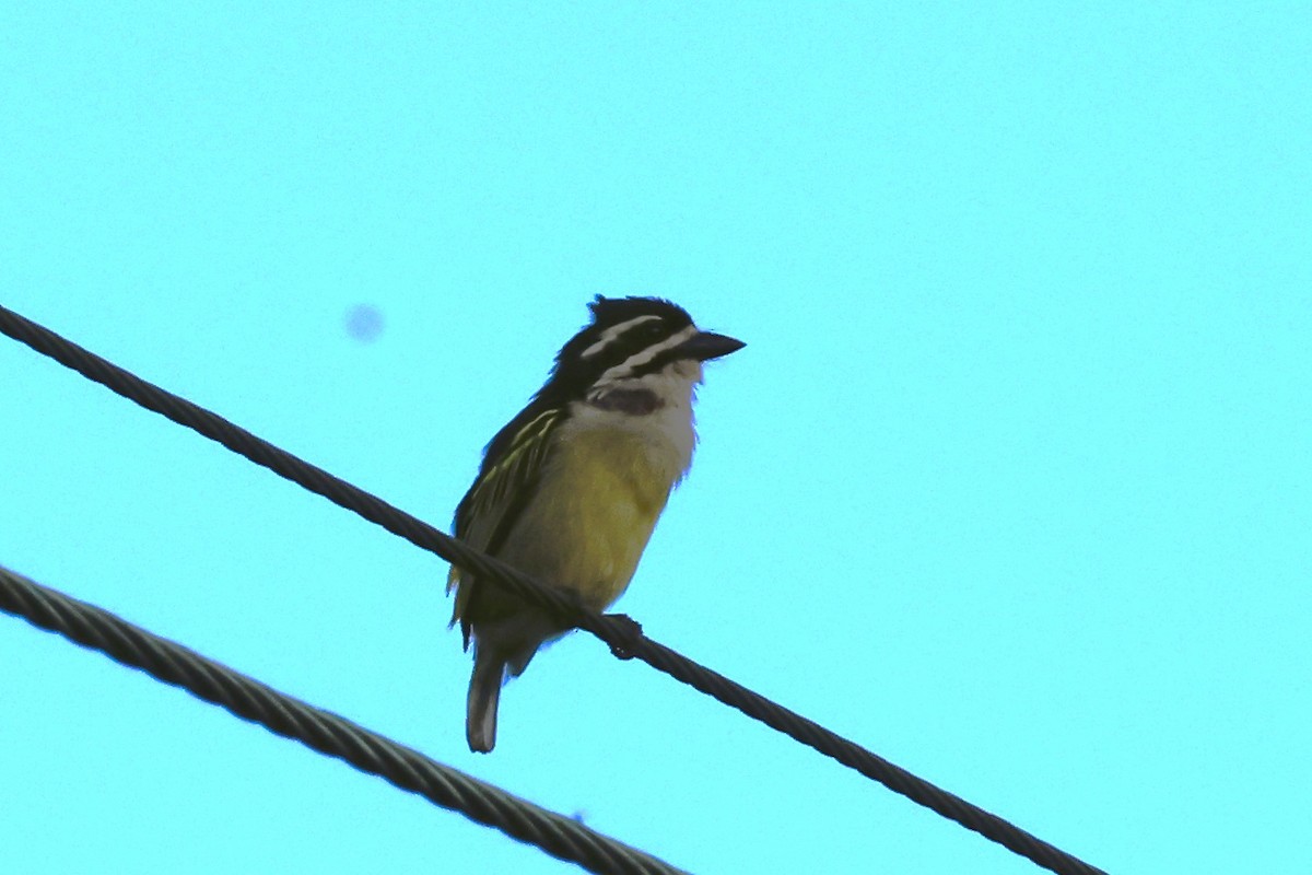 Küçük Maskeli Cüce Barbet [bilineatus grubu] - ML615107093