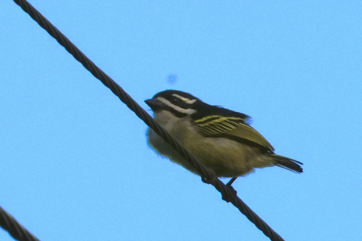 Küçük Maskeli Cüce Barbet [bilineatus grubu] - ML615107095