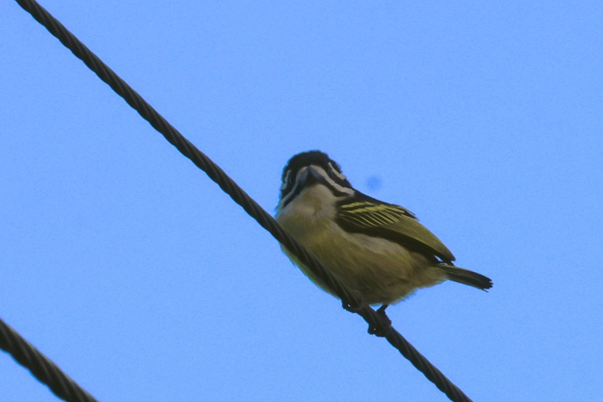 Yellow-rumped Tinkerbird (Yellow-rumped) - ML615107103
