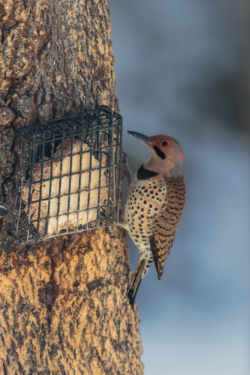 Northern Flicker (Yellow-shafted) - ML615107108