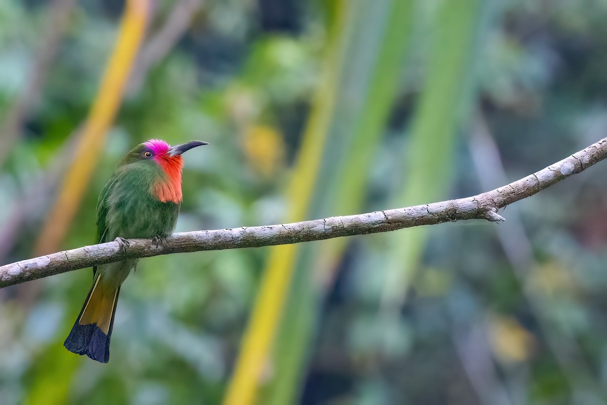 Red-bearded Bee-eater - ML615107110