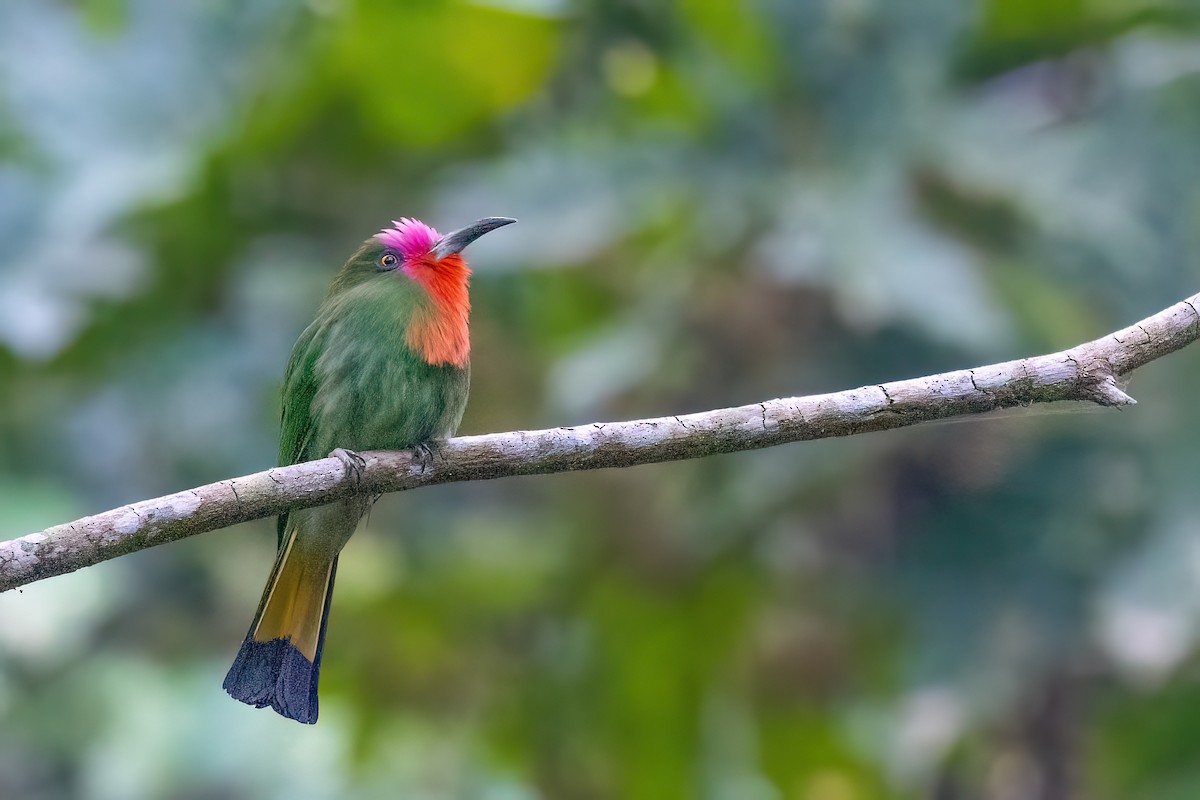 Red-bearded Bee-eater - ML615107112