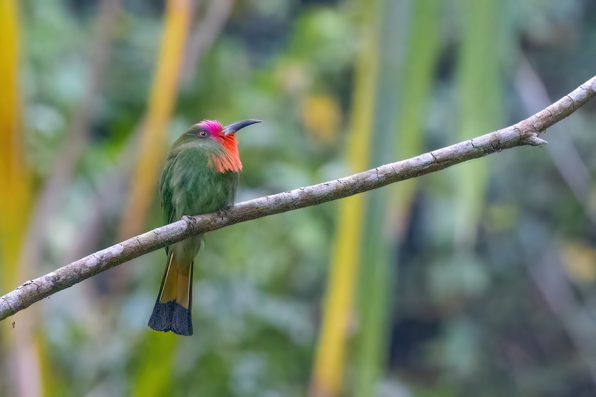 Red-bearded Bee-eater - ML615107113