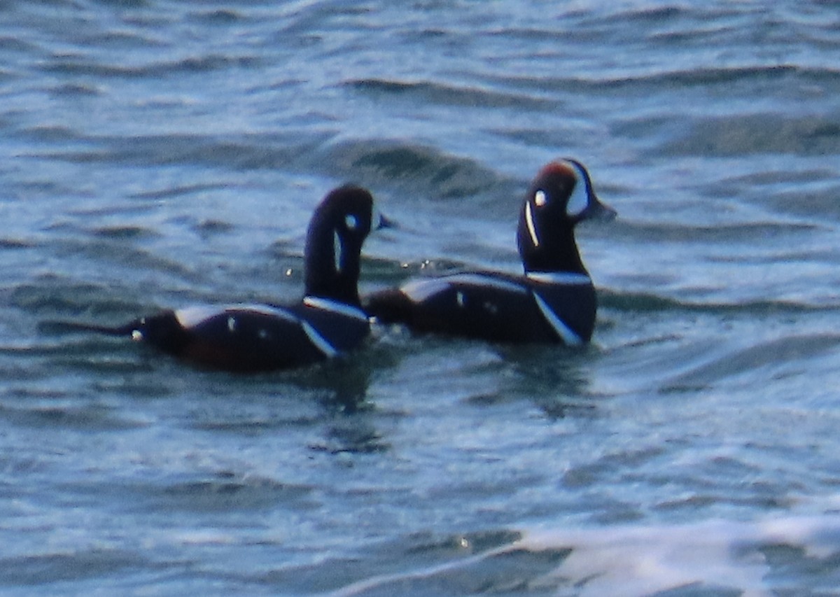 Harlequin Duck - ML615107121