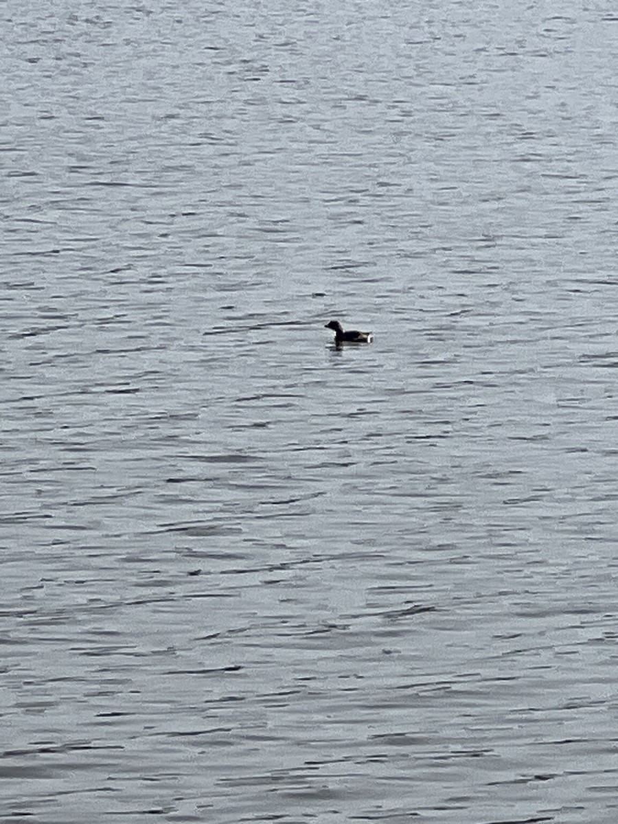 Pied-billed Grebe - ML615107122