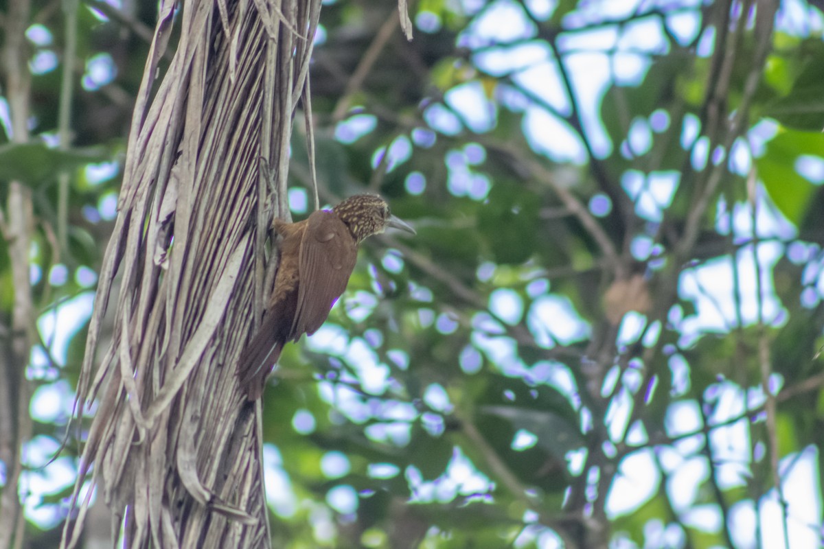 Buff-throated Woodcreeper (Buff-throated) - ML615107132