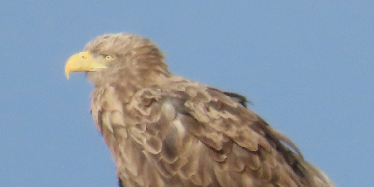 White-tailed Eagle - Daphne Byron