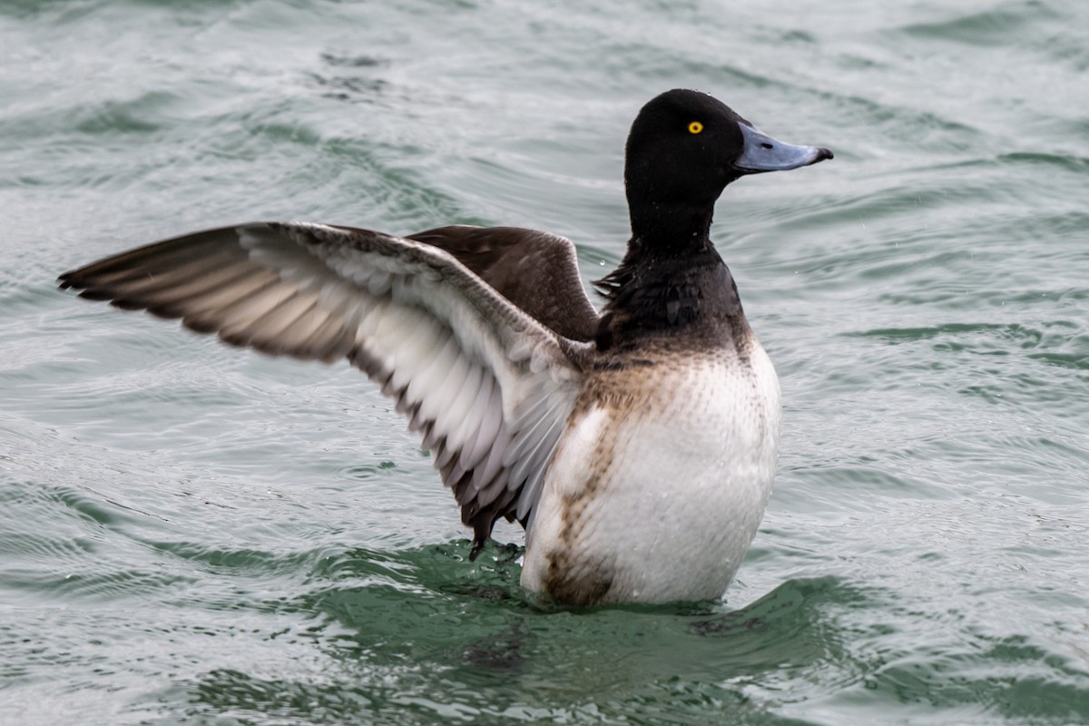 Greater Scaup - ML615107179