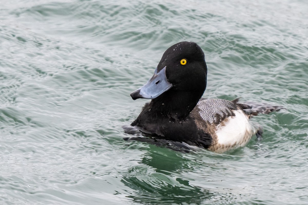 Greater Scaup - ML615107193