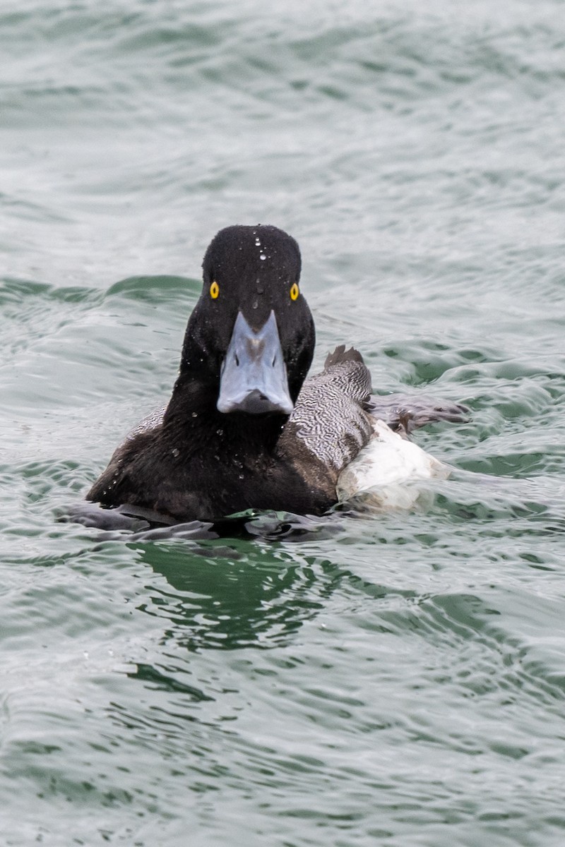 Greater Scaup - ML615107212