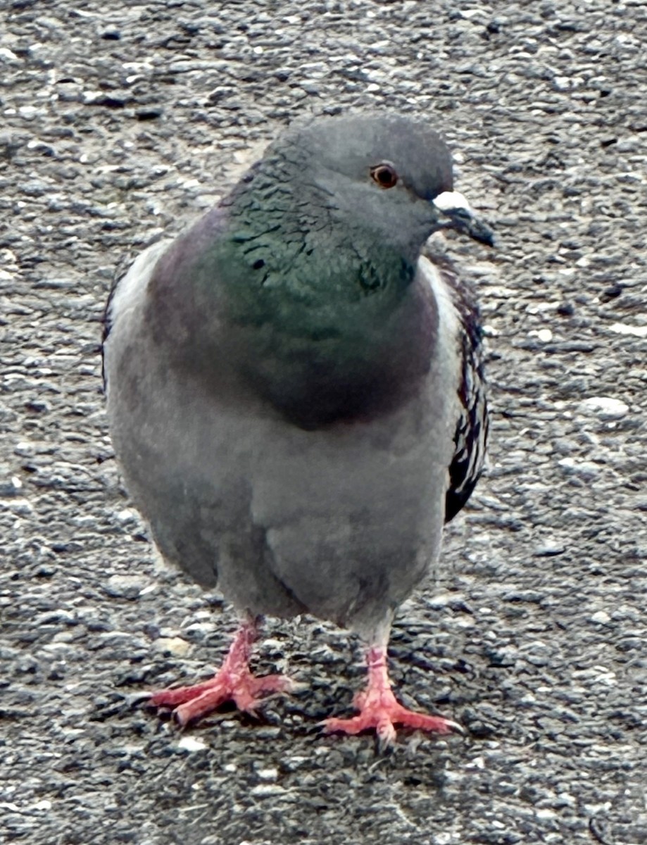 Rock Pigeon (Feral Pigeon) - ML615107226