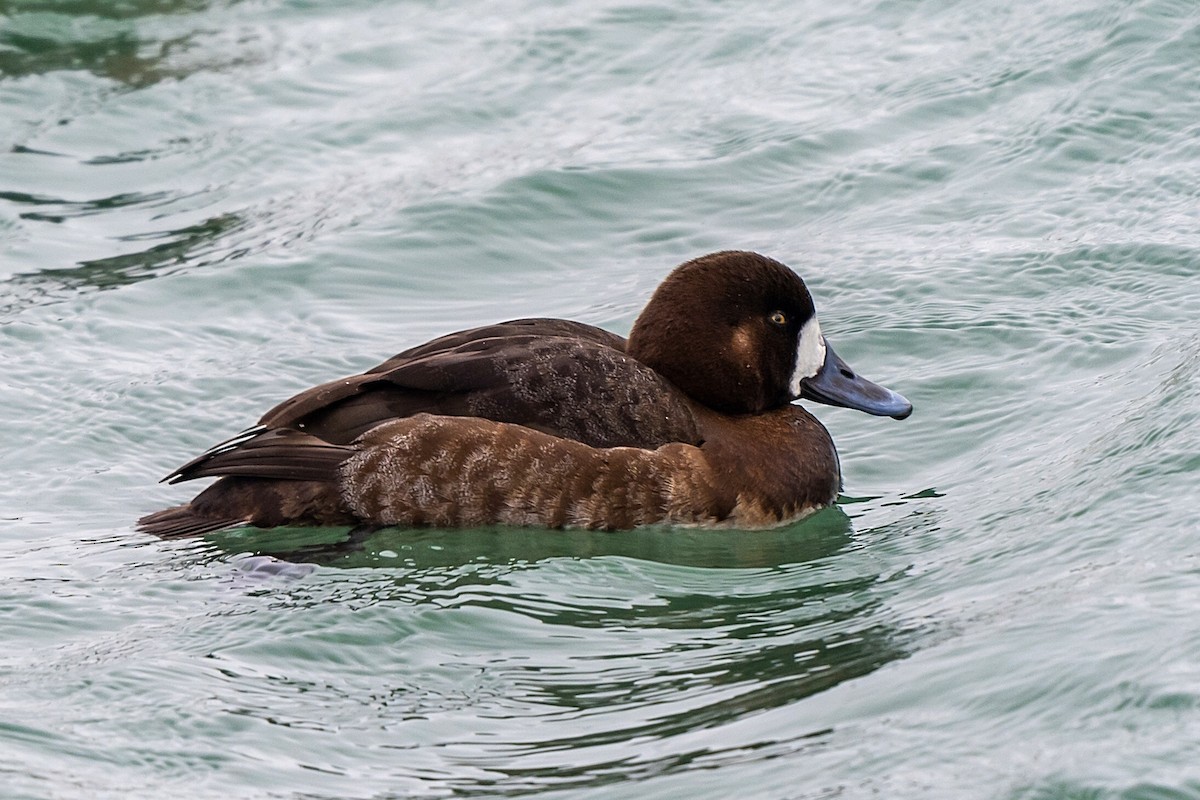 Greater Scaup - ML615107227