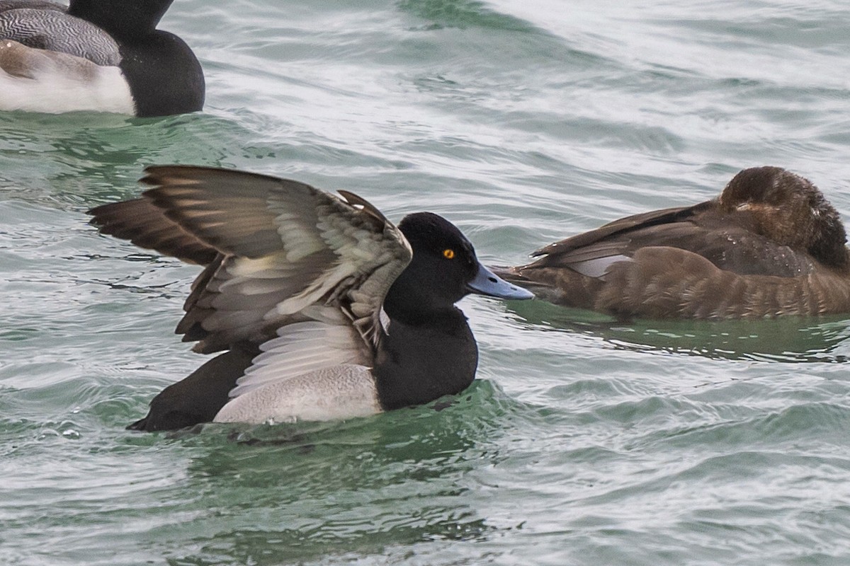 Greater Scaup - ML615107232