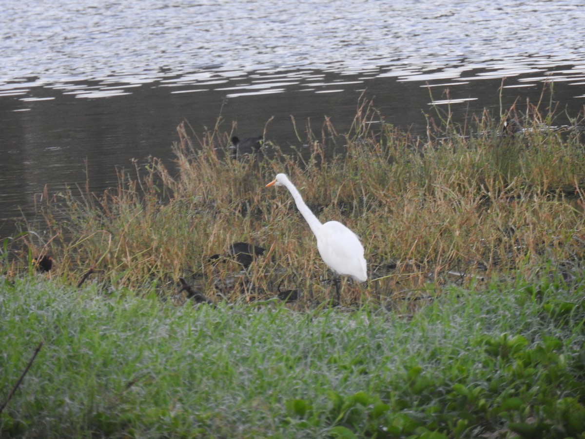 Great Egret - ML615107234