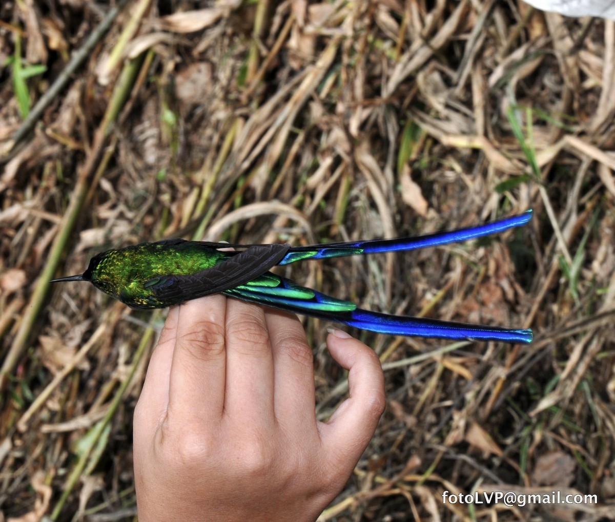 Long-tailed Sylph - ML615107237