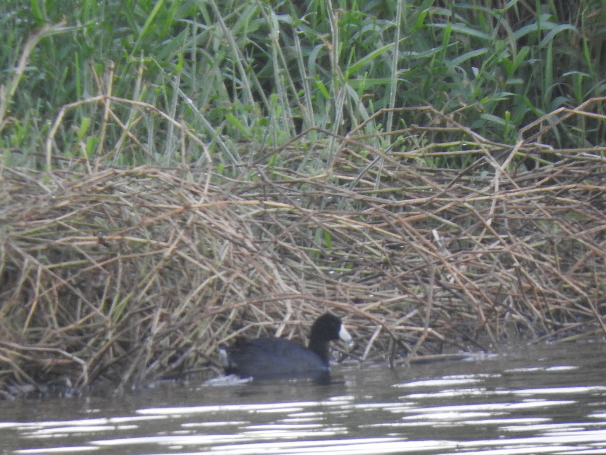 American Coot - Luis  Morales