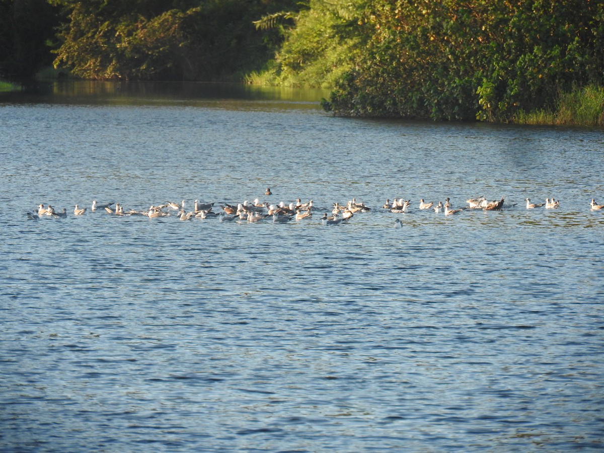 Gaviota Guanaguanare - ML615107263