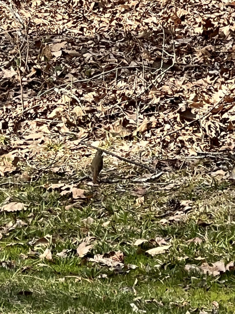 Hermit Thrush - ML615107269