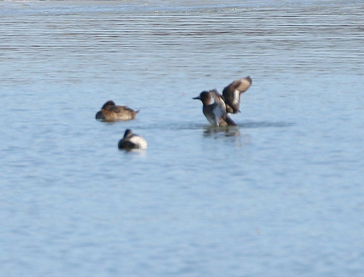 Lesser Scaup - ML615107277