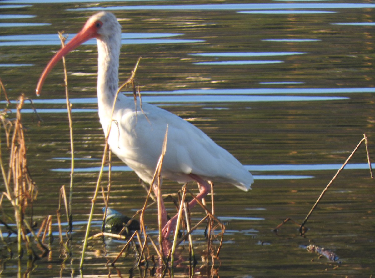 White Ibis - Luis  Morales