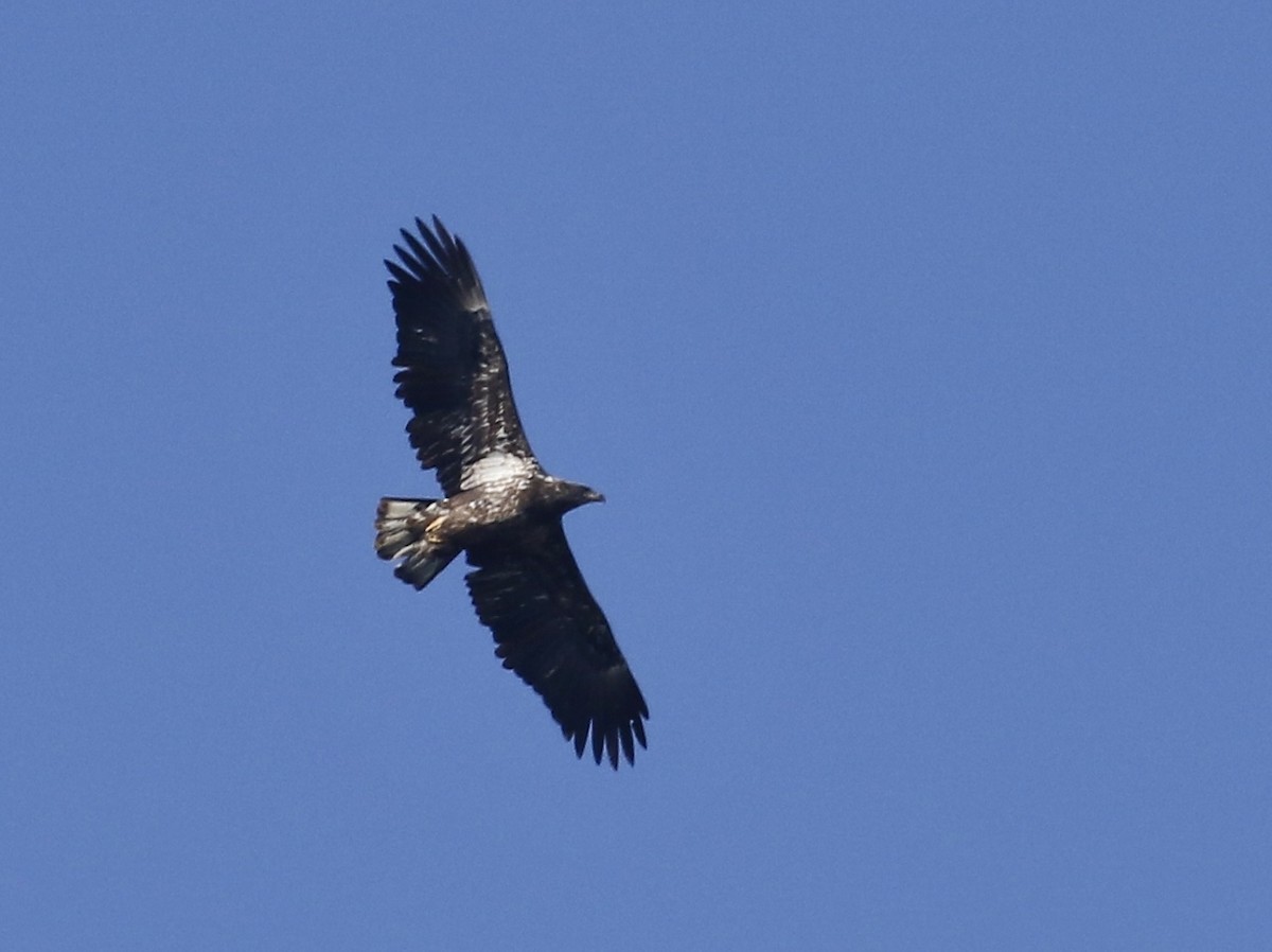 Bald Eagle - ML615107322