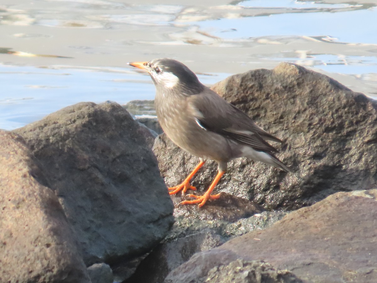 White-cheeked Starling - ML615107326