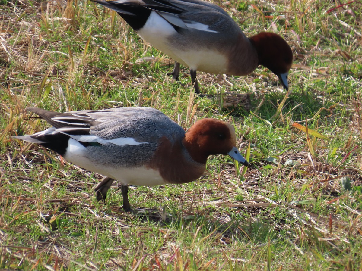 Common Pochard - ML615107362