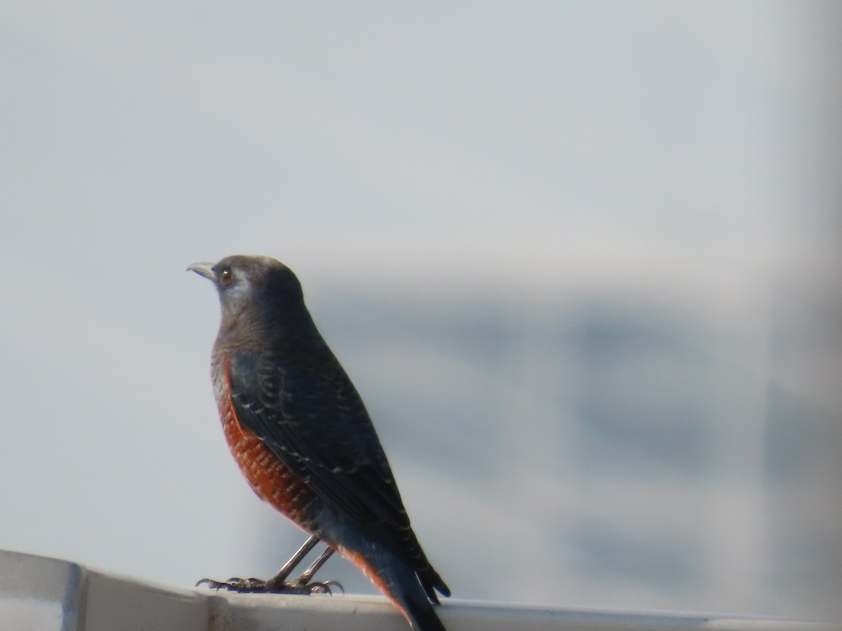 Blue Rock-Thrush - ML615107423