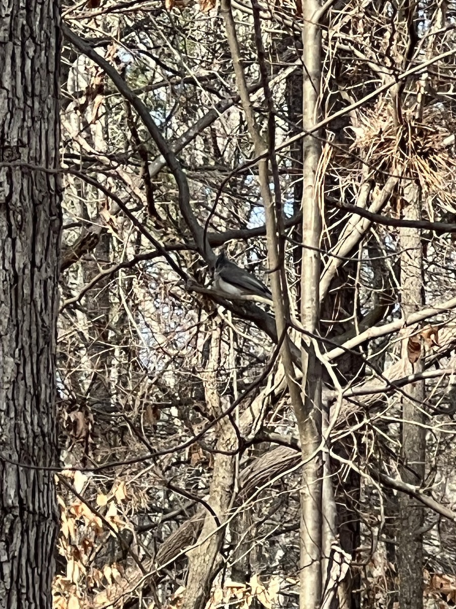 Tufted Titmouse - ML615107432