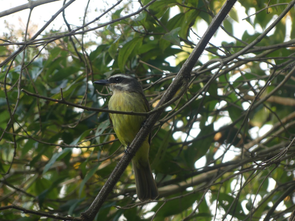 Golden-bellied Flycatcher - ML615107441