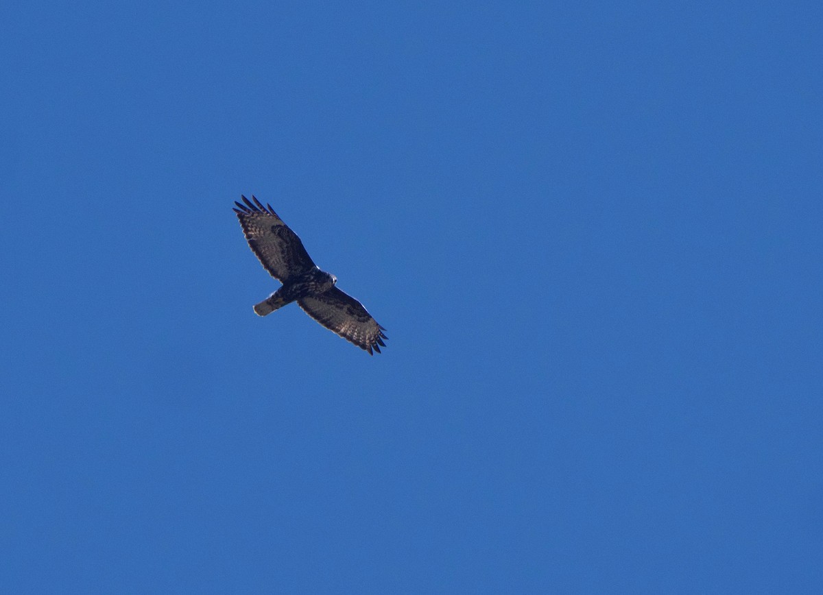 Red-tailed Hawk (Harlan's) - ML615107490