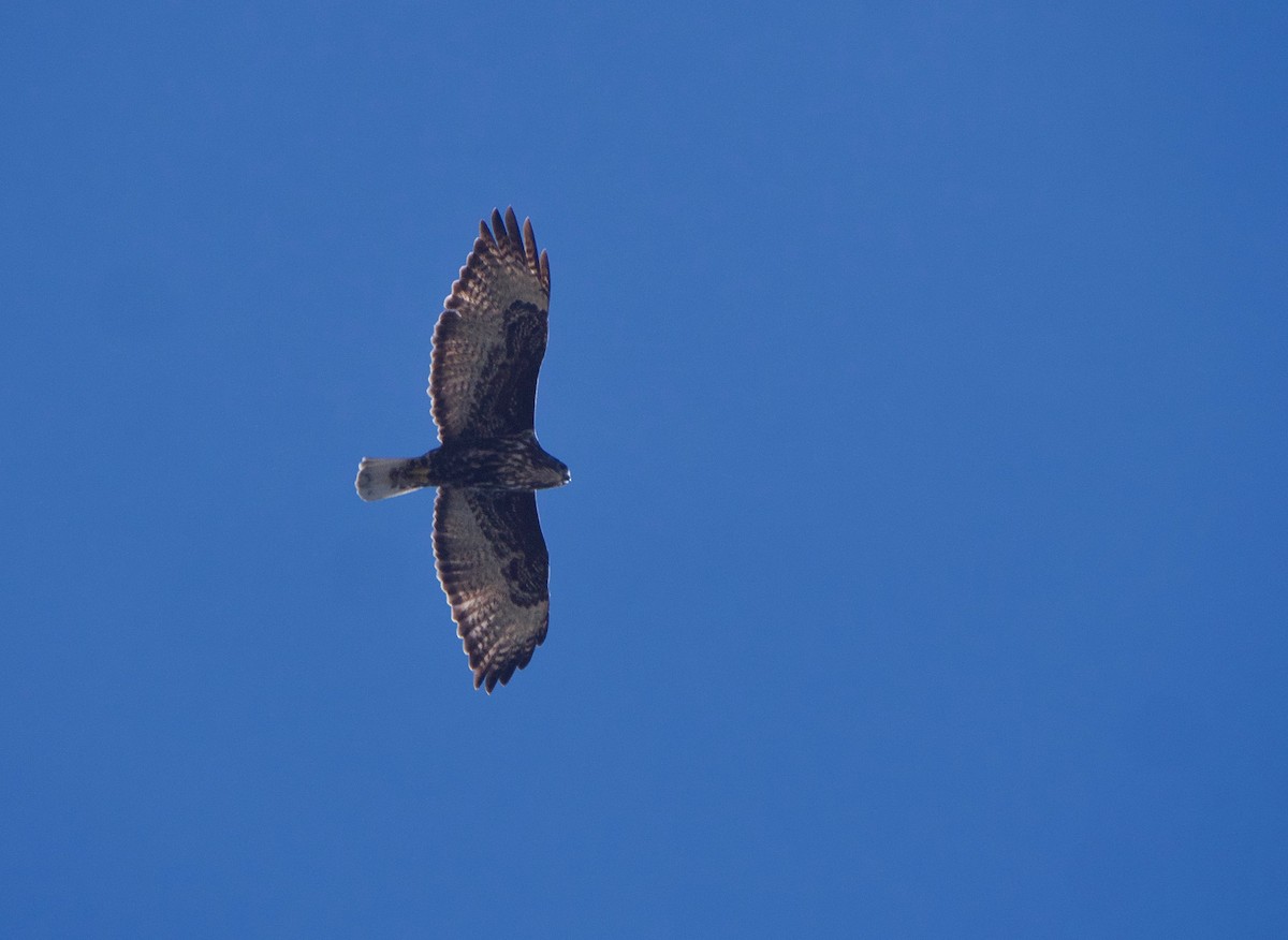 Red-tailed Hawk (Harlan's) - ML615107491