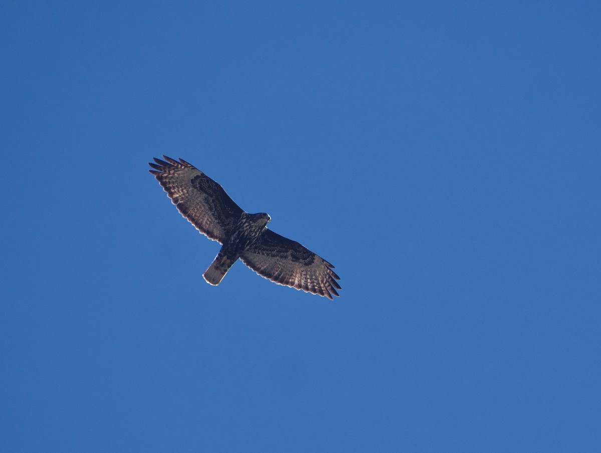Red-tailed Hawk (Harlan's) - ML615107493