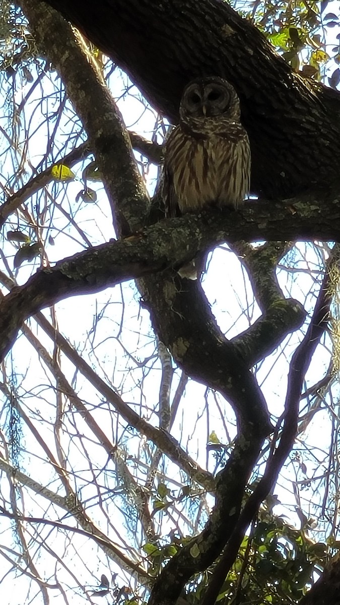 Barred Owl - ML615107515