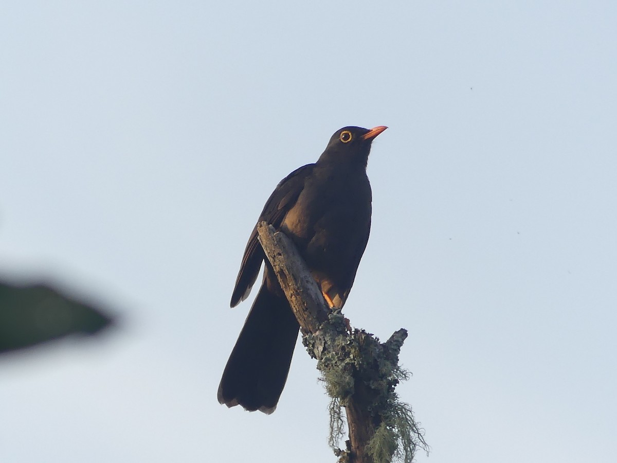 Great Thrush - ML615107530