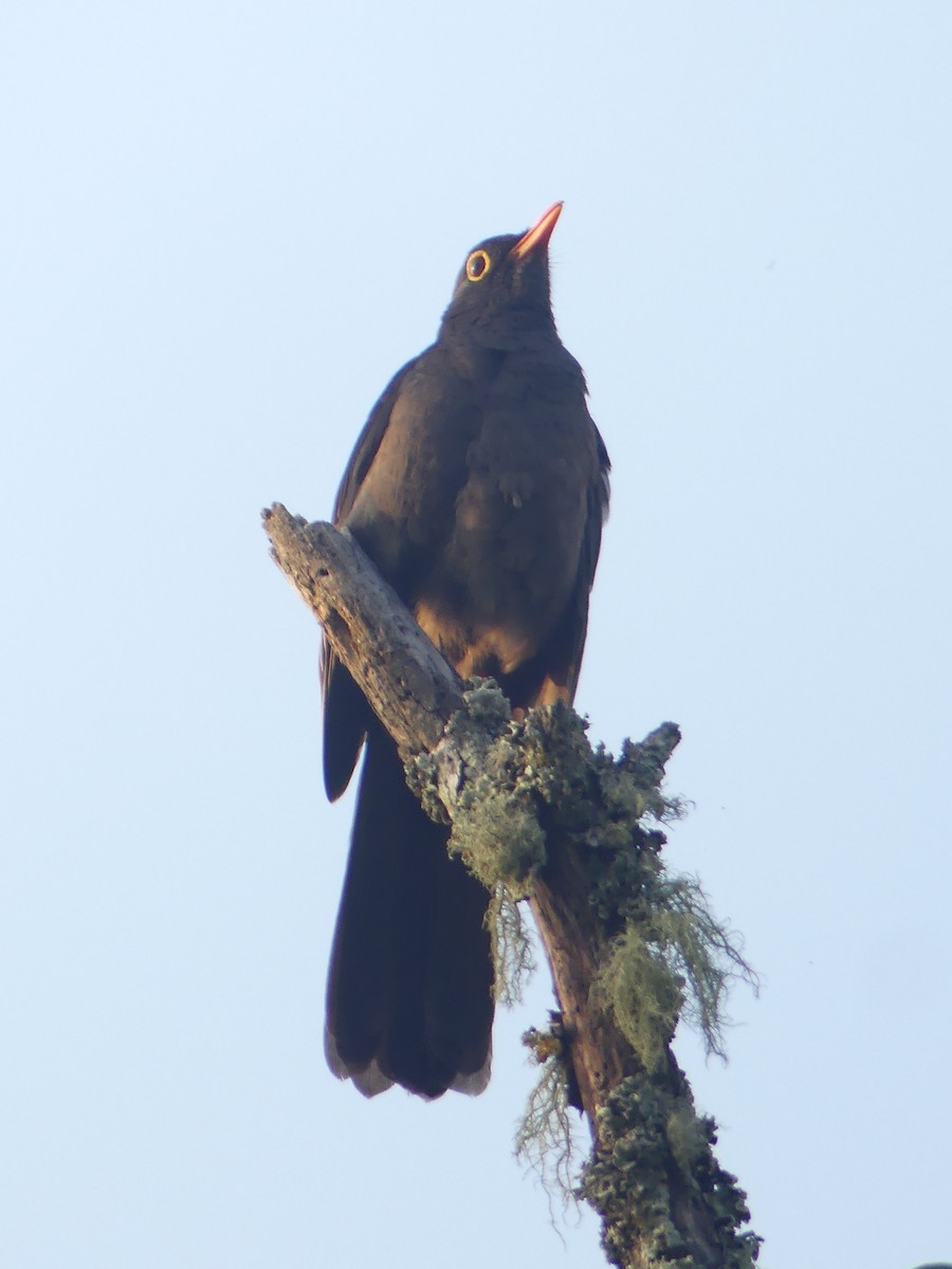 Great Thrush - ML615107531