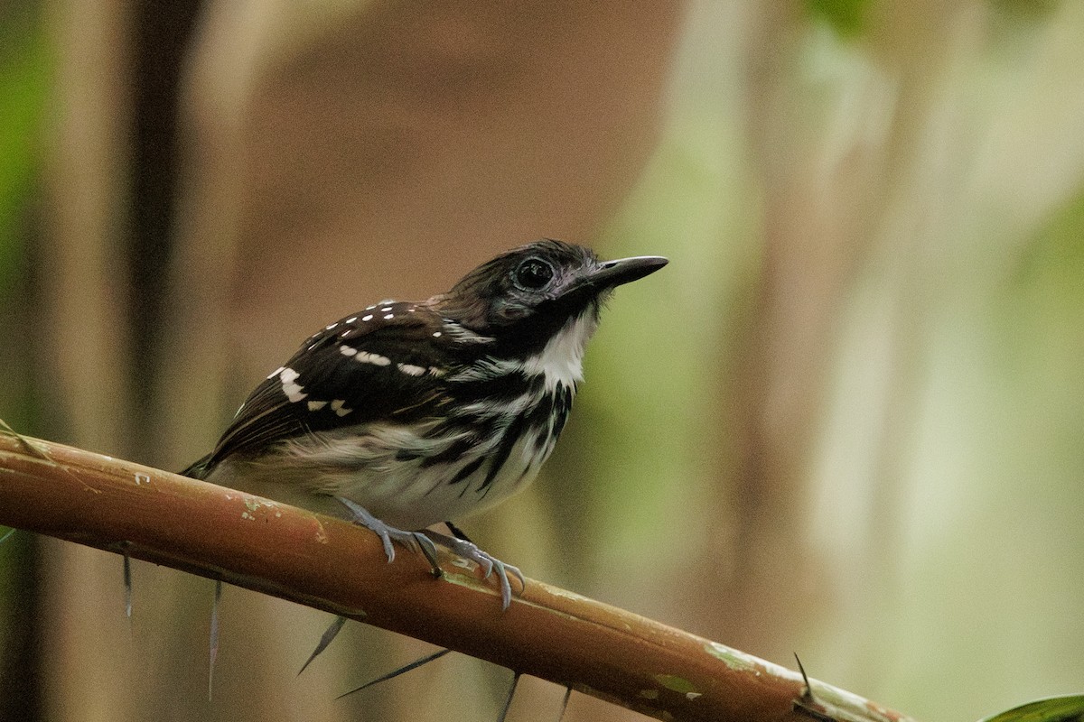 Dot-backed Antbird - ML615107572