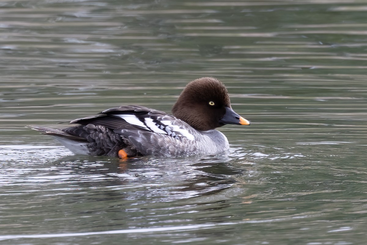 Common Goldeneye - ML615107613