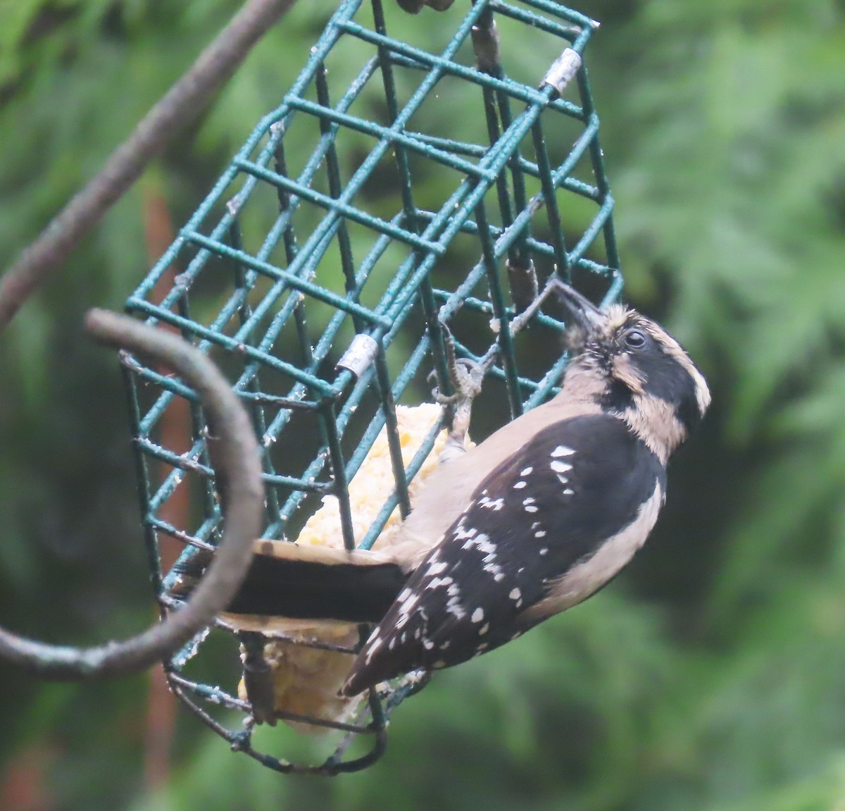 Downy Woodpecker (Pacific) - ML615107629