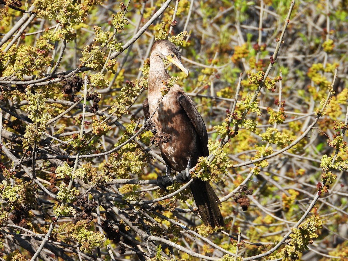 Neotropic Cormorant - ML615107658