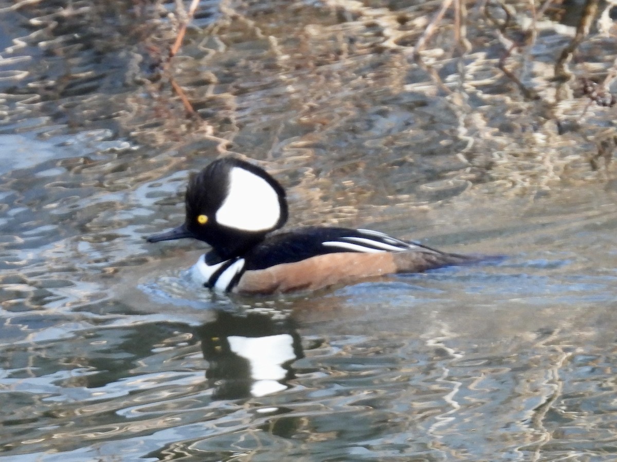 Hooded Merganser - ML615107665