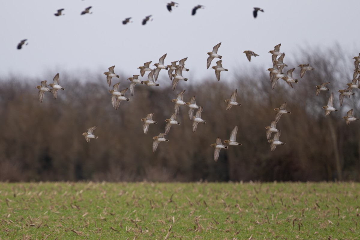 European Golden-Plover - ML615107668