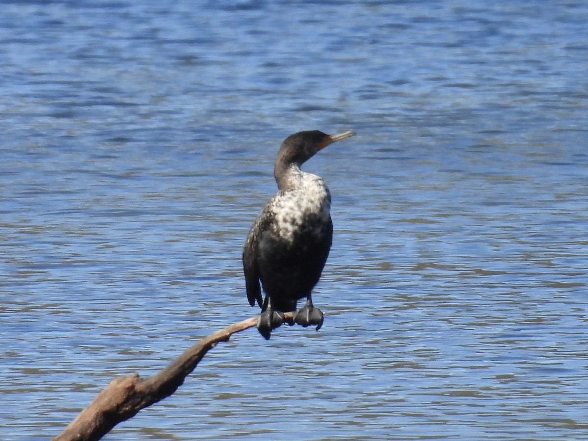 Double-crested Cormorant - Stan Arnold
