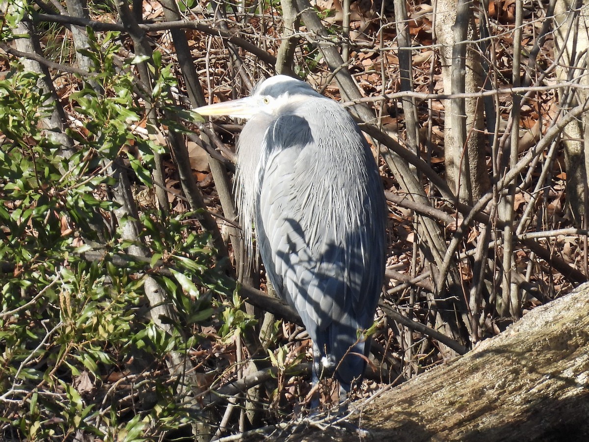 Great Blue Heron - ML615107677