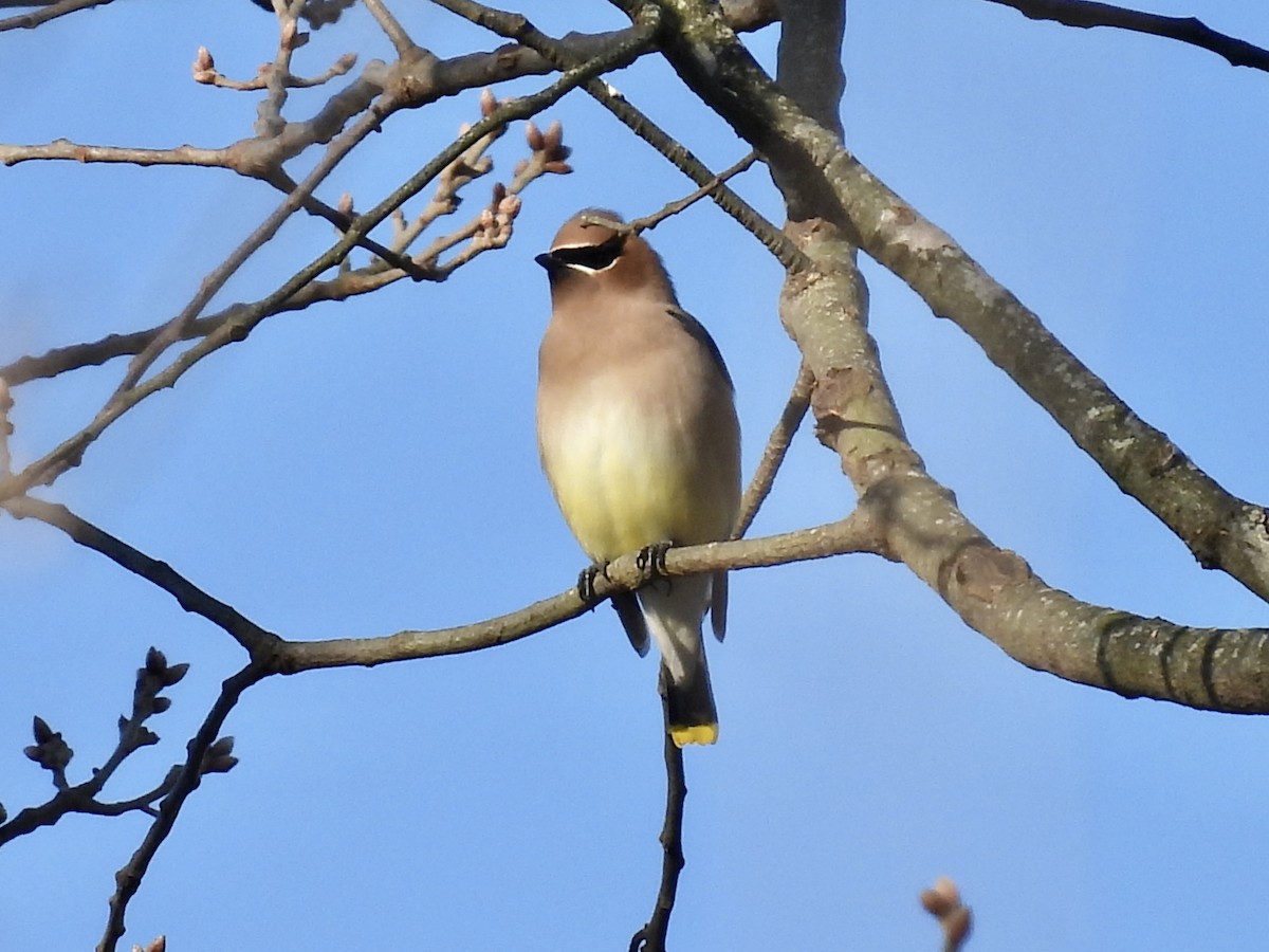 Cedar Waxwing - ML615107703